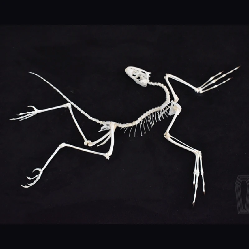 2120 Archaeopteryx Fossil Art  - Fossil Replica Display recension och pris