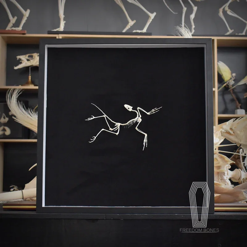 2120 Archaeopteryx Fossil Art  - Fossil Replica Display recension och pris