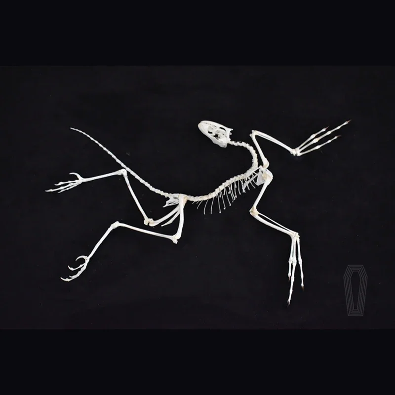 2120 Archaeopteryx Fossil Art  - Fossil Replica Display recension och pris