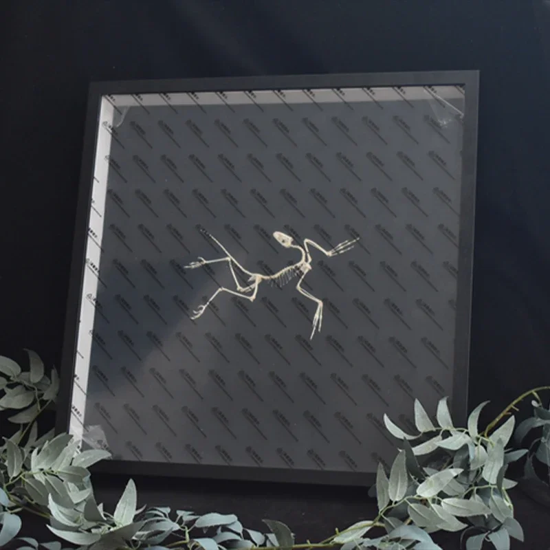 2120 Archaeopteryx Fossil Art  - Fossil Replica Display recension och pris